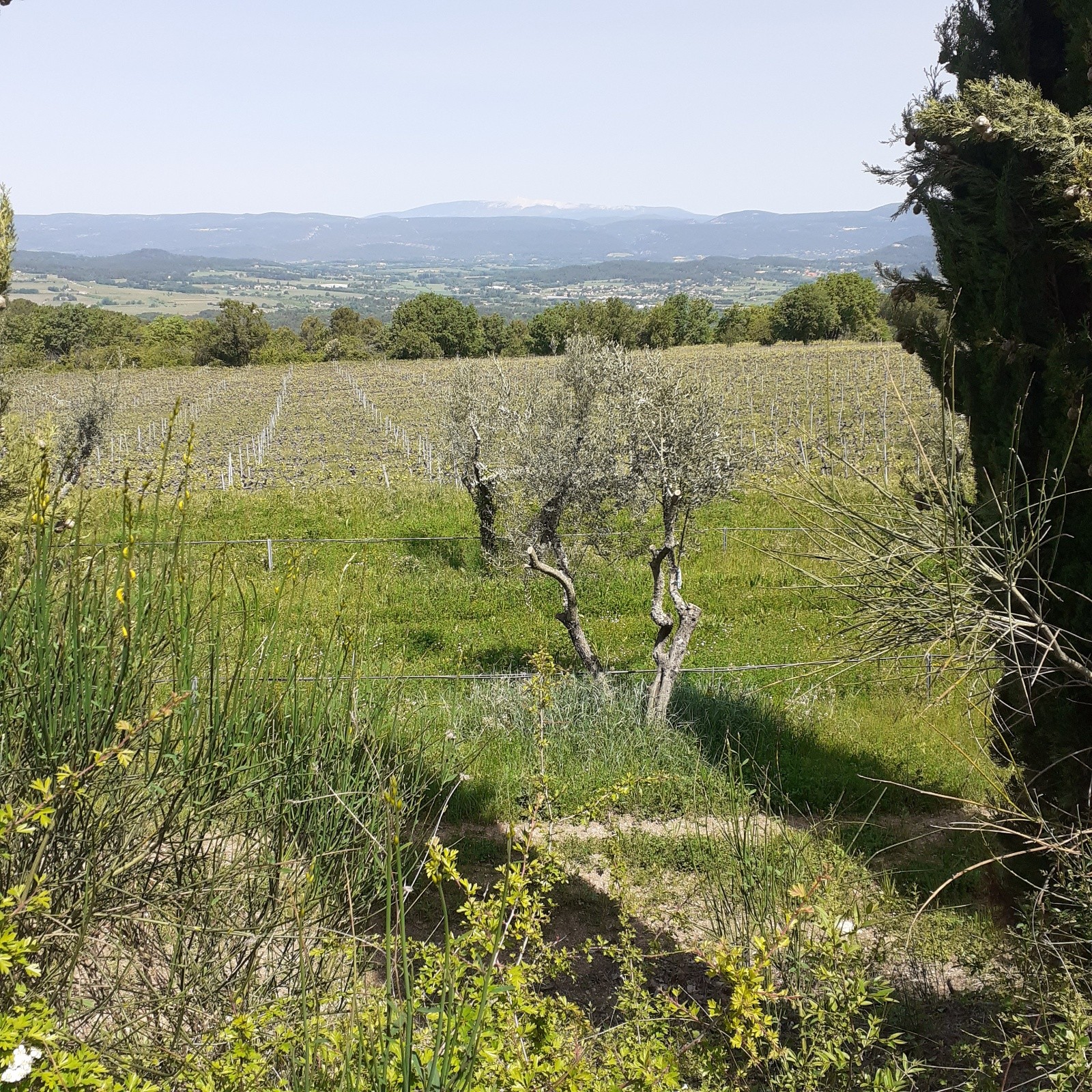Vigne et olivier et Ventoux