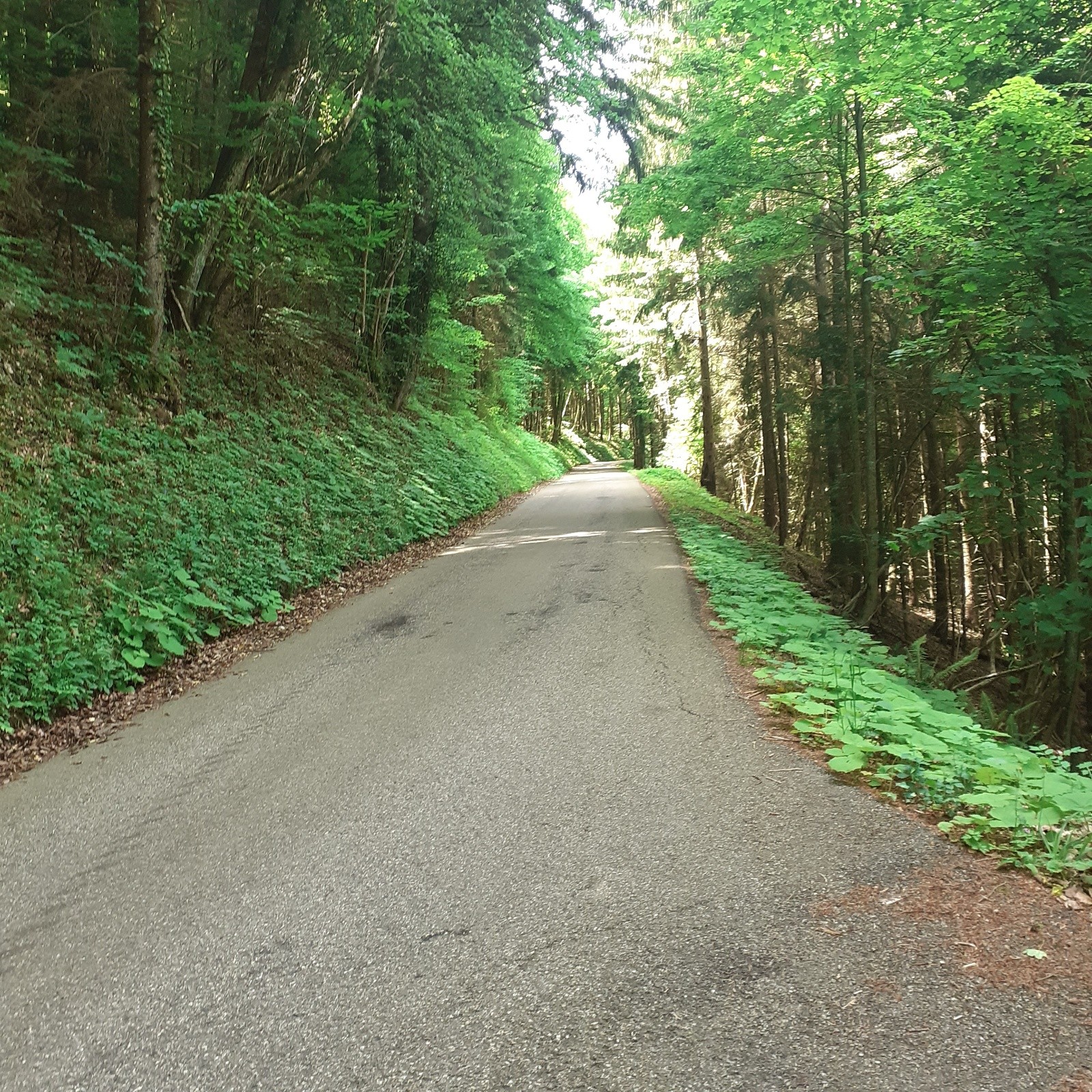#3 J1, belle forêt vers le col de Romeyere J1, belle forêt vers le col de Romeyere
