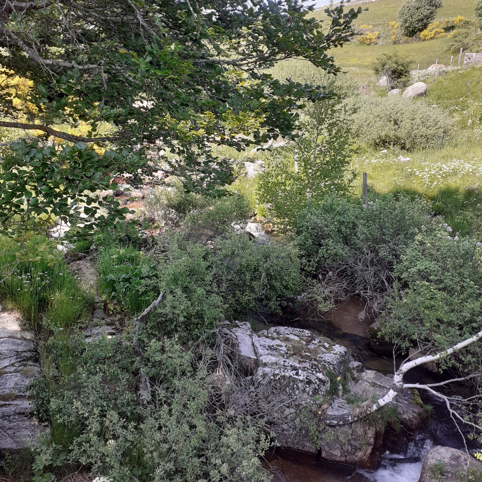 #10 J1 , source du Tarn J1 , source du Tarn