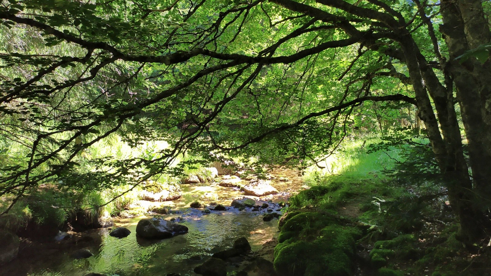 #9 La Dourbie toute proche de sa source. Fraîcheur garantie, même en pleine caicule! La Dourbie toute proche de sa source. Fraîcheur garantie, même en pleine caicule!