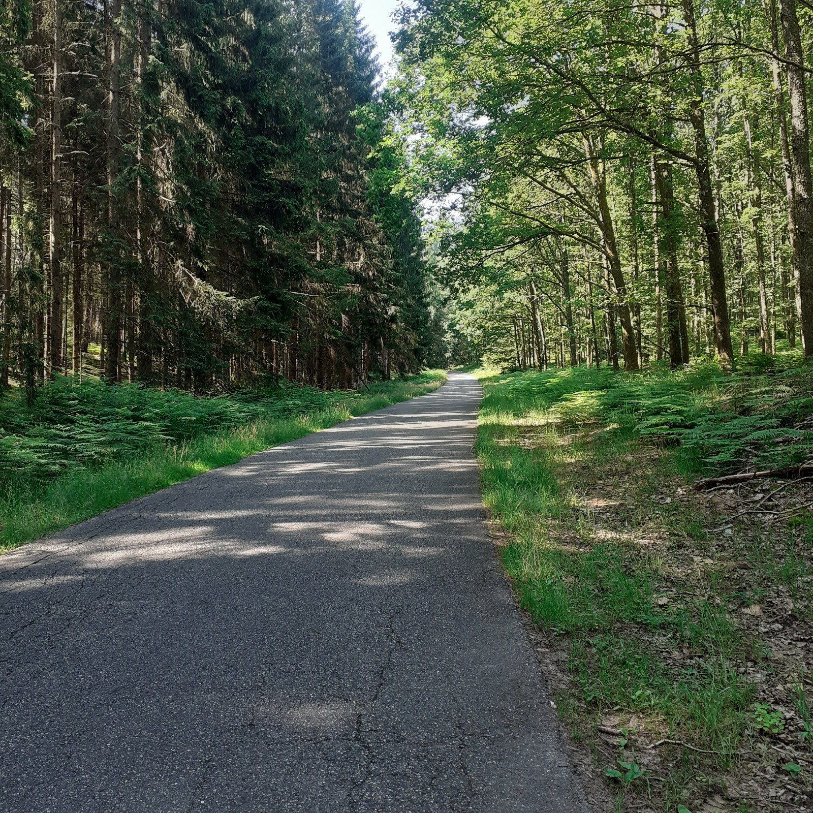 #6 J2, magnifique route en forêt J2, magnifique route en forêt