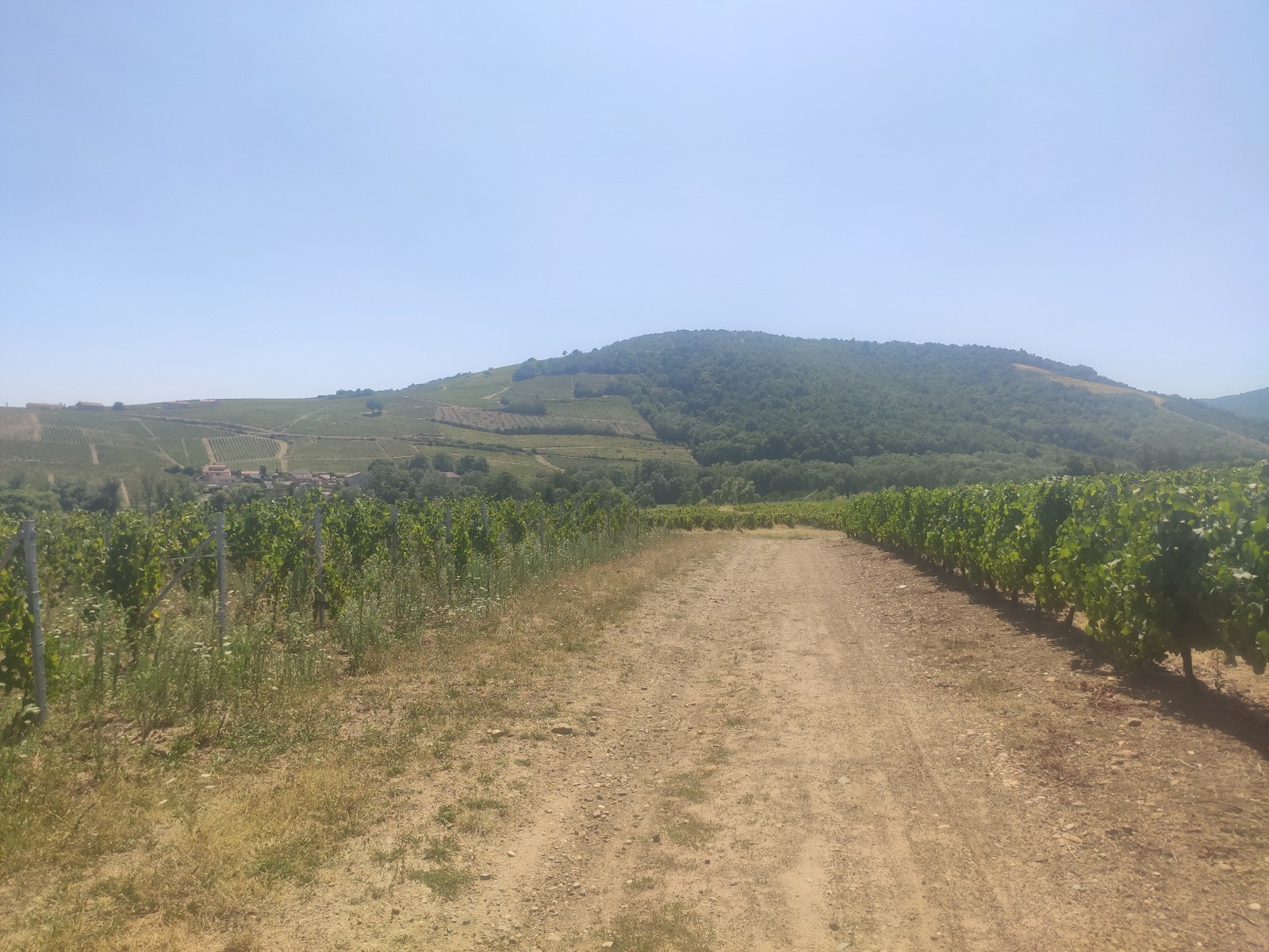 Les vignes du Beaujolais