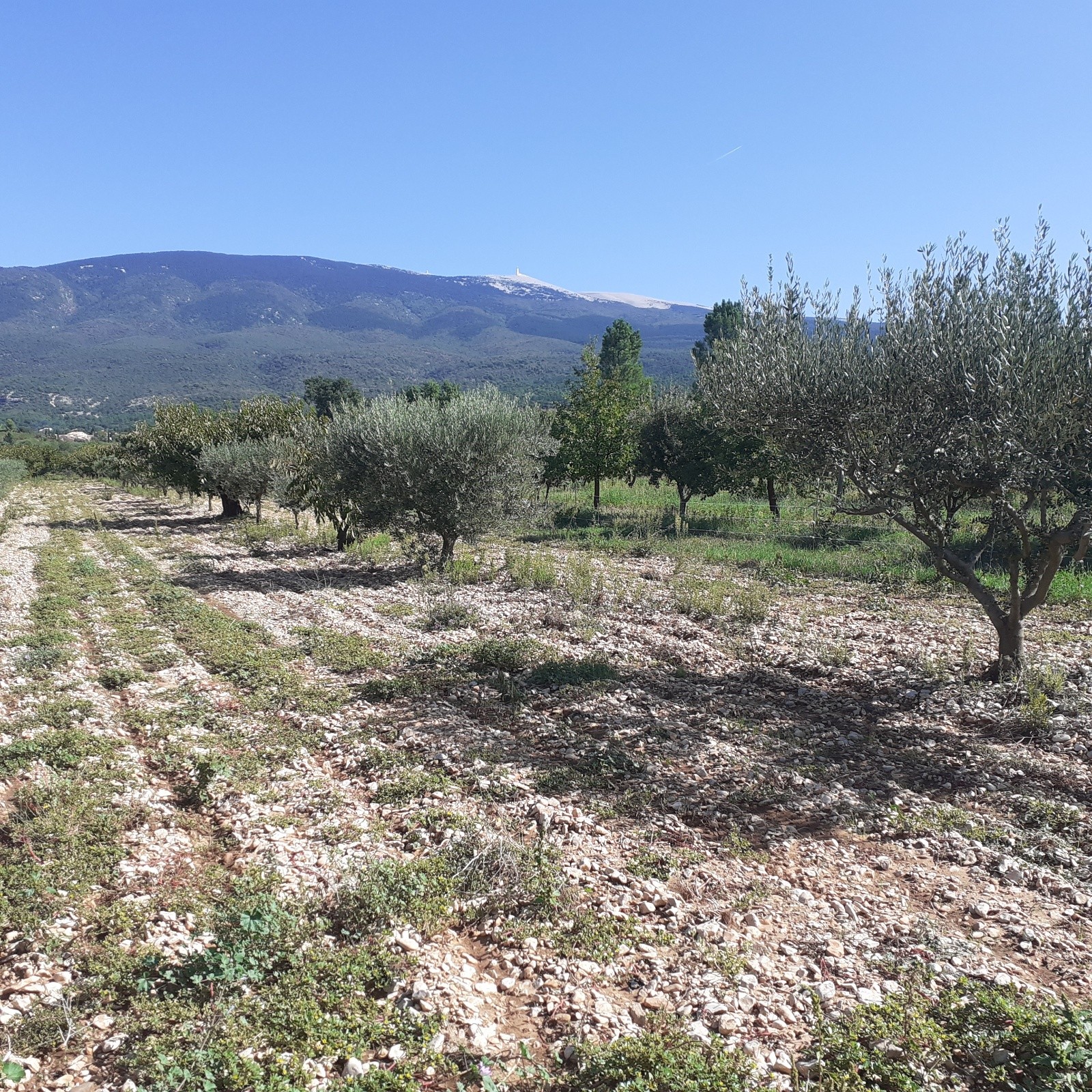 #7 J2, le Ventoux depuis Bédoin J2, le Ventoux depuis Bédoin