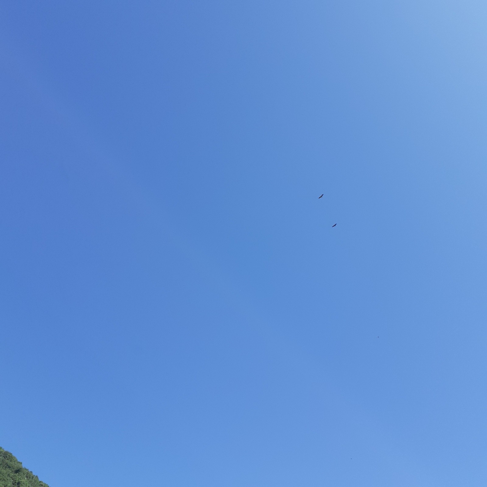 #12 J2, les rapaces du jour dans les Gorges J2, les rapaces du jour dans les Gorges