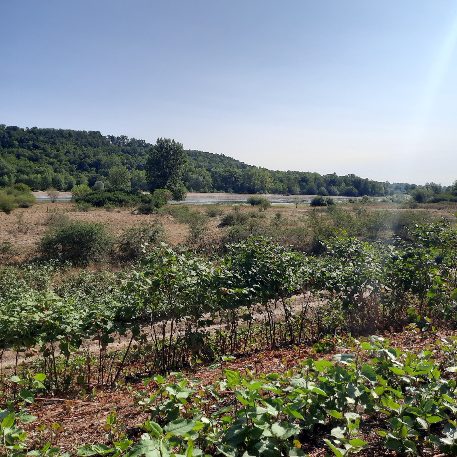 J2 Bec d''Allier, confluence avec la Loire