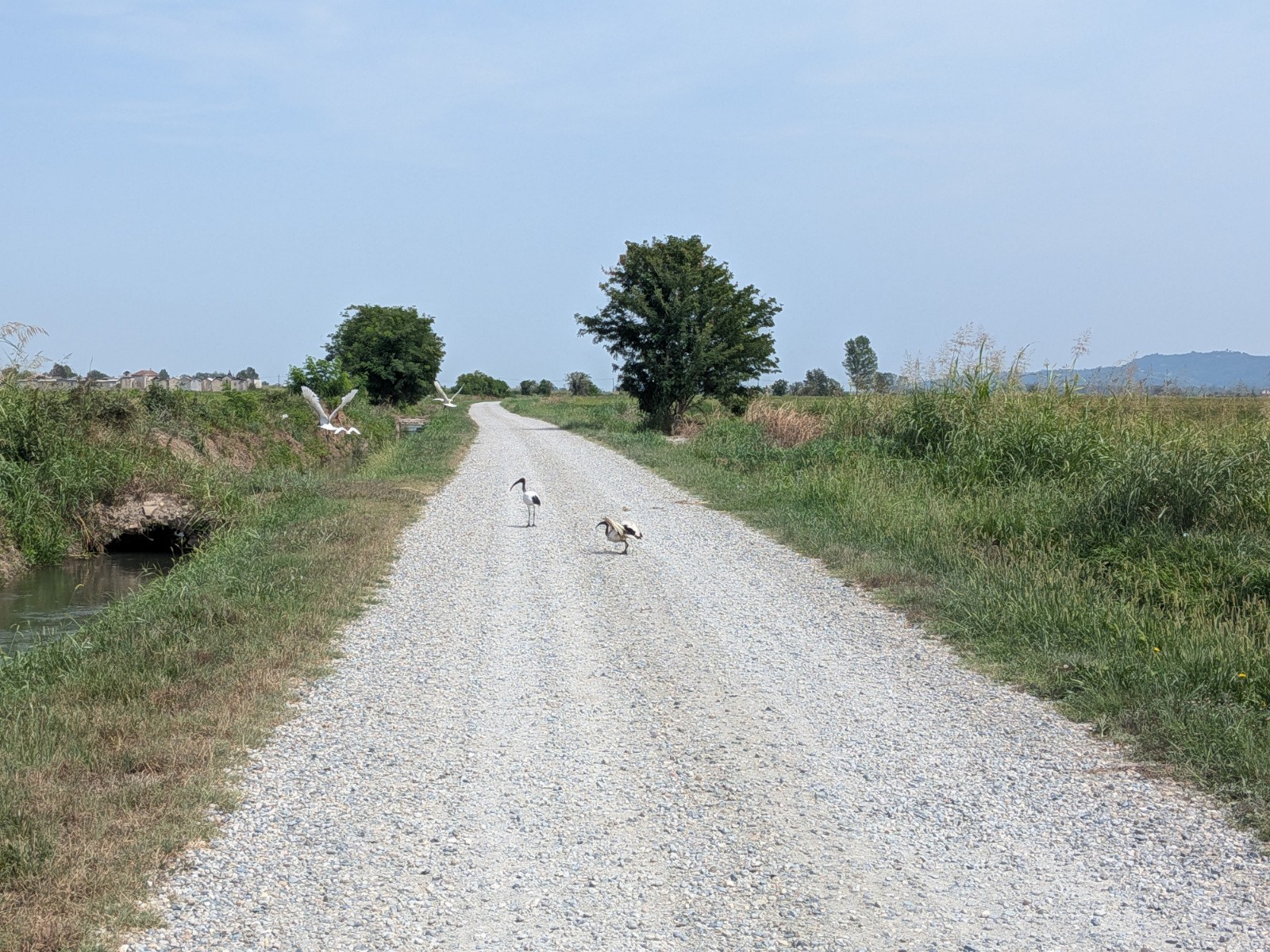 #8 Ibis dans les rizières Ibis dans les rizières