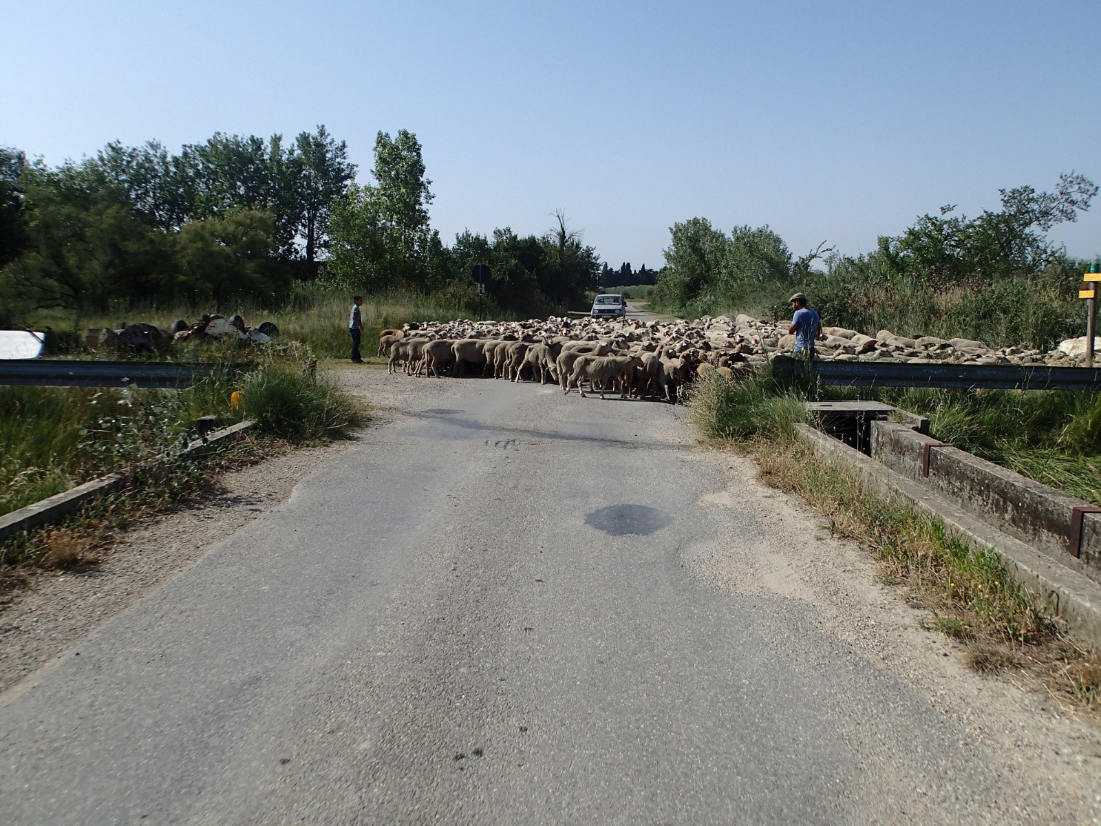 #6 Transhumance en plein juillet ? Transhumance en plein juillet ?