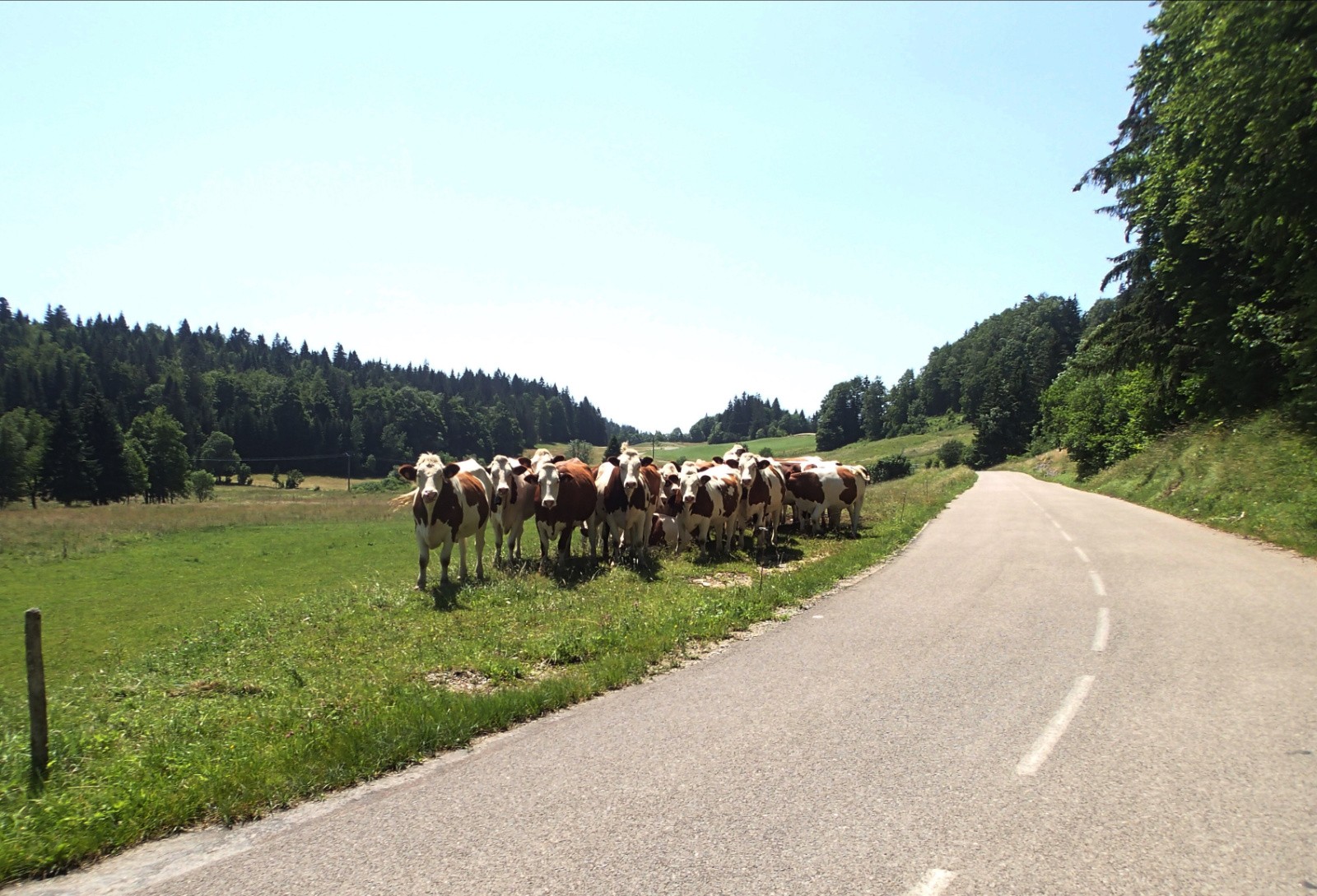 #15 Pas de train dans le secteur alors les vaches regardent passer...les vélos ! Pas de train dans le secteur alors les vaches regardent passer...les vélos !