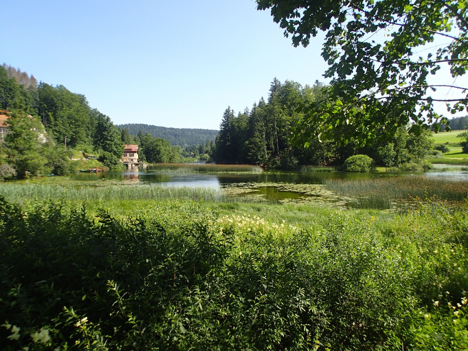 #10 J J'arrive au nord du lac St Point par ses roselières...