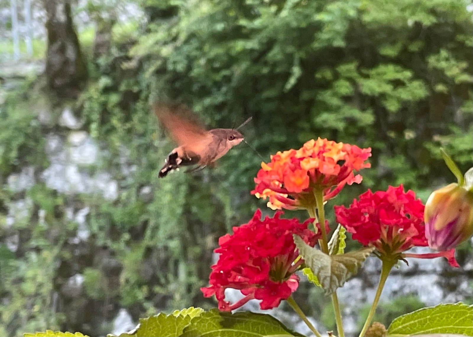 #14 Pendant que je dine un sphinx-colibri vient me faire un p’tit coucou ! Pendant que je dine un sphinx-colibri vient me faire un p’tit coucou !