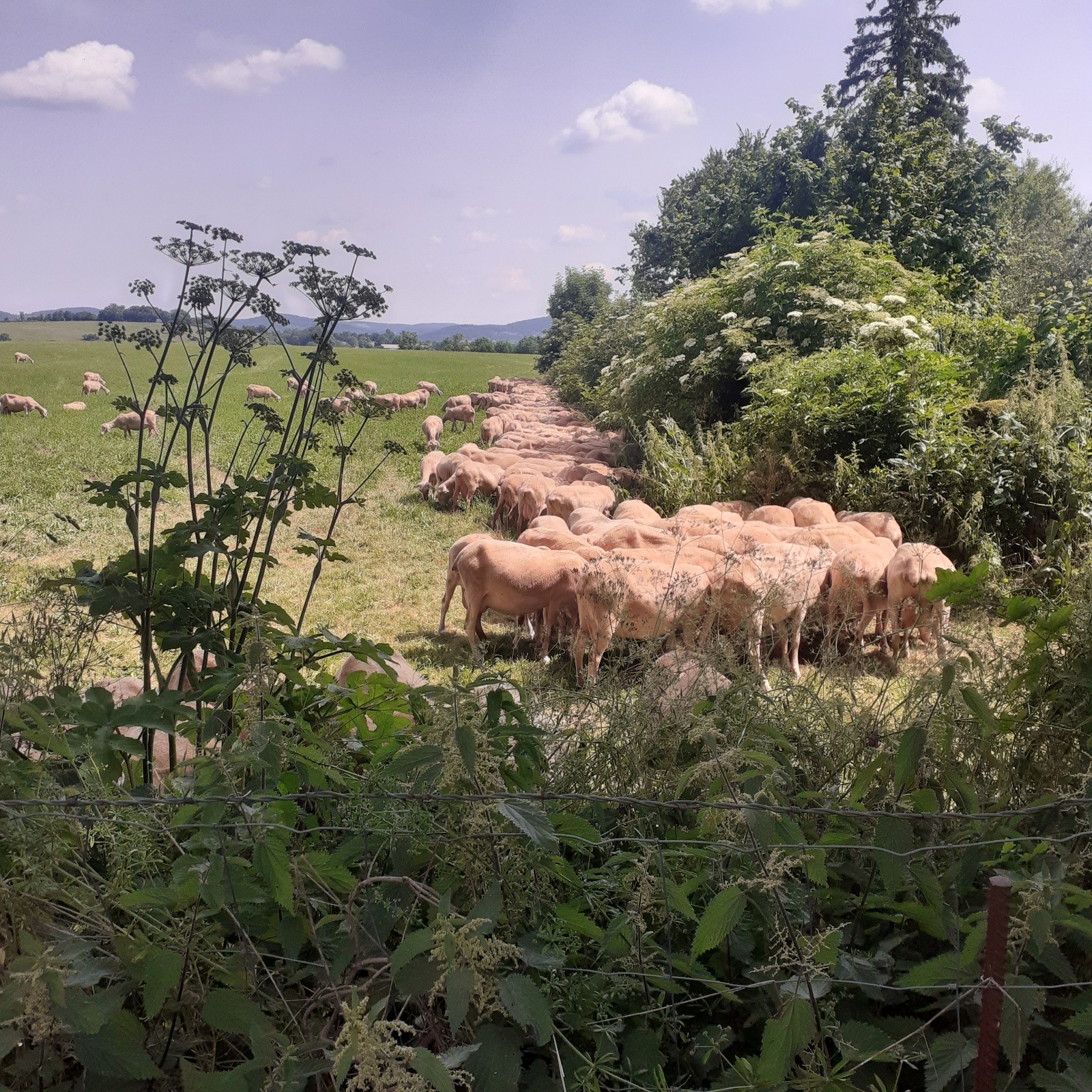 #4 Brebis du Causse Brebis du Causse